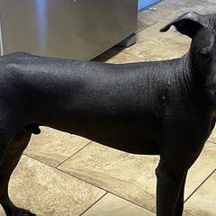 American Hairless Terriers and Xoloitzcuintli from Jodi Zobell's Xoloitzcuintli