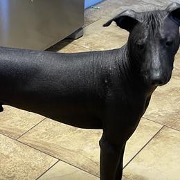 American Hairless Terriers and Xoloitzcuintli from Jodi Zobell's Xoloitzcuintli