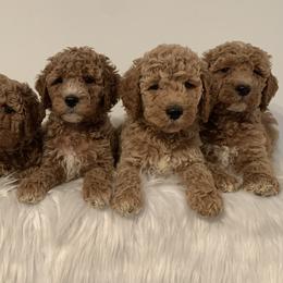 Goldendoodles from Derby Doodle Farm