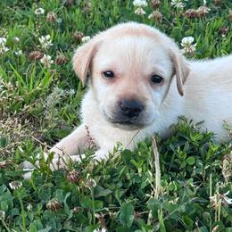 Sunny - Yellow male Labrador Retriever puppy in Garnett, Kansas from Timberland Creek Labradors