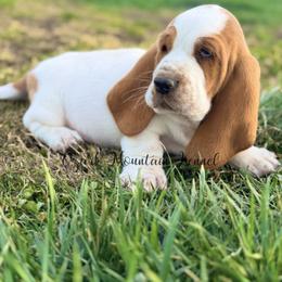 Yellow boy - Red and white male Basset Hound puppy in Conway, Missouri from Ozark Mountain Kennel