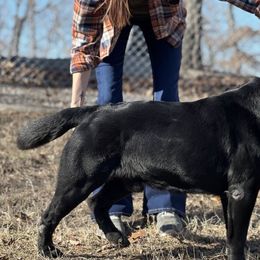 Labrador Retrievers from Yonder Way Labradors