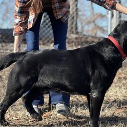 Labrador Retrievers from Yonder Way Labradors