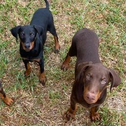 Doberman Pinschers from Down the Leash