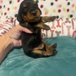 Peppermint - Black and tan female Dachshund puppy in Thomasville, North Carolina from Running Creek Kennels