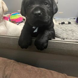 Labrador Retriever Puppies from Lost Woods Labradors