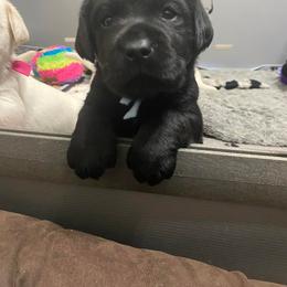 Labrador Retriever Puppies from Lost Woods Labradors