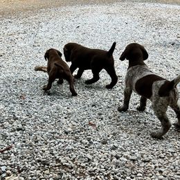 German Shorthaired Pointer Puppies from Kahaka Kennels