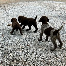 German Shorthaired Pointer Puppies from Kahaka Kennels