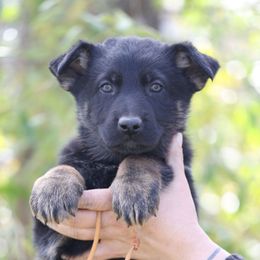 Orange Collar - Franklin - Black and tan male German Shepherd puppy in Augusta, West Virginia from Cricket Hollow Canines
