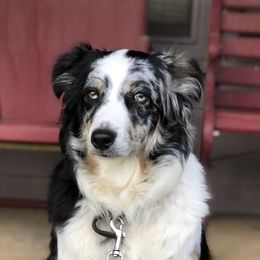 Patchy - Australian Shepherd