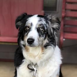 Patchy - Australian Shepherd