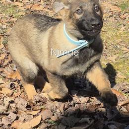 Nimue - Sable female German Shepherd puppy in Murray, Kentucky from Froschwald German Shepherds and Xanadu Teddy Roosevelt Terriers