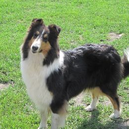 Panda - Collie