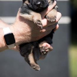 German Shepherd Puppies from Vom Haus Rabenstein