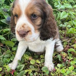 Oakley - Liver white and tan female English Springer Spaniel puppy in Nine Mile Falls, Washington from Sue's Springers