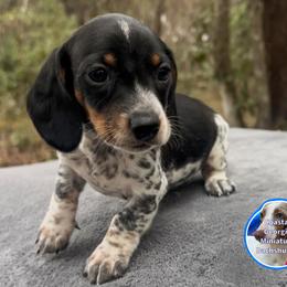 As Handsome As It Gets. - Black and tan male Dachshund puppy in Brunswick, Georgia from Coastal Georgia Miniature Dachshunds