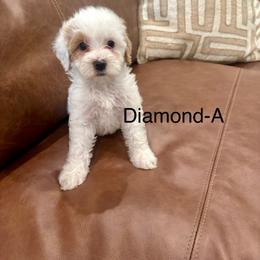 Diamond - Parti female Goldendoodle puppy in Denison, Texas from Texoma Doodles