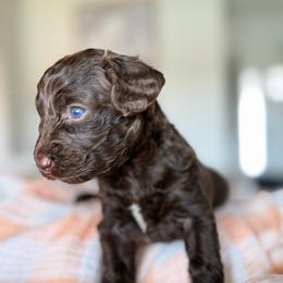 Cocoa - Chocolate female Goldendoodle puppy in Queen Creek, Arizona from Sunny Doodles