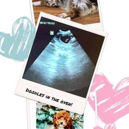 Aussiedoodle puppies from BlueZion Aussies