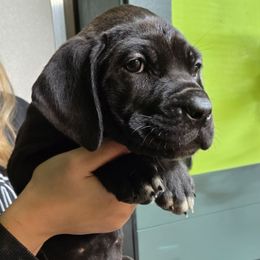 Peach Collar - Black brindle female Cane Corso puppy in Lewistown, Montana from Corsi Amore Kennels