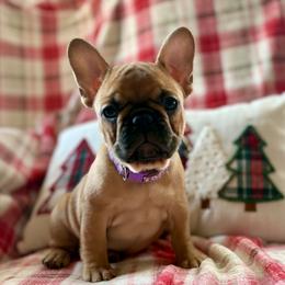 Candy - Fawn female French Bulldog puppy in Greeley, Colorado from Mandy Moon French bulldogs