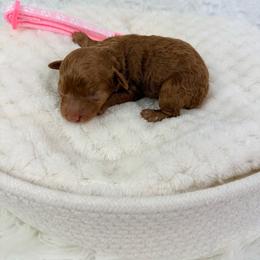 Eartha - Red  female Poodle puppy in Florida from Adorable Toy-Miniature Poodles