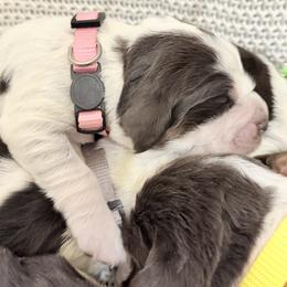 Girl 1 - female English Springer Spaniel puppy in Six Mile, South Carolina from The Proper Pointer Co.