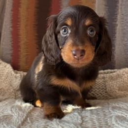 Hazel - Chocolate Tan Female - Chocolate and tan female Dachshund puppy in Mesa, Arizona from Ruby Desert Doxies