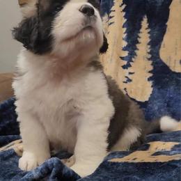 Saint Bernard Puppies from Split Rock Saints