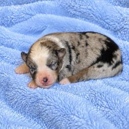 Dahlia - Blue merle female Australian Shepherd puppy in Howardsville, Virginia from Spectacular Aussies and Cavaliers