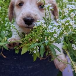 Dachshund Puppies from Az's B&B Doxies