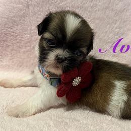 Ava - Liver female Shih Tzu puppy in Hemet, California from Aloha Shih Tzu