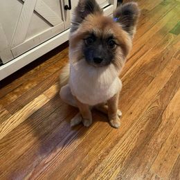 Pomeranian Puppies from KB Pom Pups