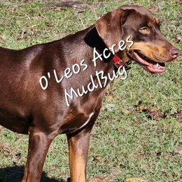 MudBug - Catahoula Leopard Dog