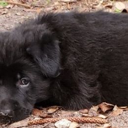 German Shepherd Puppies from Saint Pete Sheps