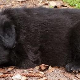 German Shepherd Puppies from Saint Pete Sheps