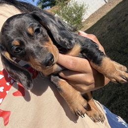 Dachshund Puppies from R & M Dachshunds
