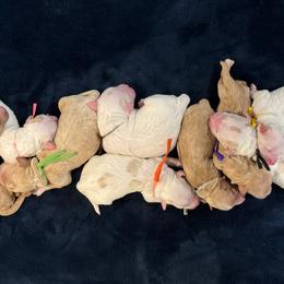 Goldendoodle puppies from Red Door Canines