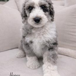 Honey - Merle female Sheepadoodle puppy in Thornville, Ohio from Four Front Doodles & Friends
