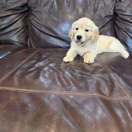 Light Blue - Light golden female Golden Retriever puppy in Lebec, California from Socalretrievers