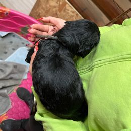 Benito - Black and white Sheepadoodle puppy in Eleva, Wisconsin from Molly’s Doodles