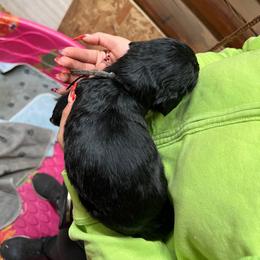 Benito - Black and white Sheepadoodle puppy in Eleva, Wisconsin from Molly’s Doodles