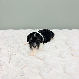Thing - Black and white male Cavapoo puppy in Springfield, Ohio from Dawson & Daryn's Royal Companions