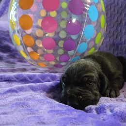Cosmo - Black male Great Dane puppy in Arpin, Wisconsin from Arpin Great Danes