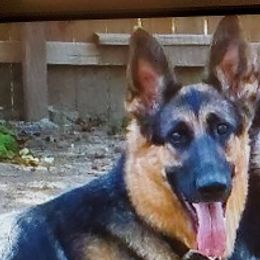 Hannah - German Shepherd