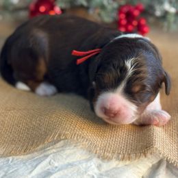 Red - Tri-color male Bernedoodle puppy in Hesperia, Michigan from Red Acres Poodles & Doodles