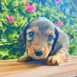 Ziggy 3200 - Red male Dachshund puppy in Sylvania, Alabama from Yancey’s Doxies