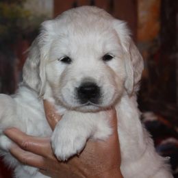 Golden Retriever Puppies from White Sand Golden Retrievers