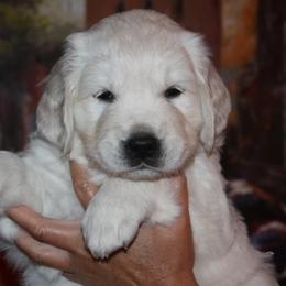 Golden Retriever Puppies from White Sand Golden Retrievers